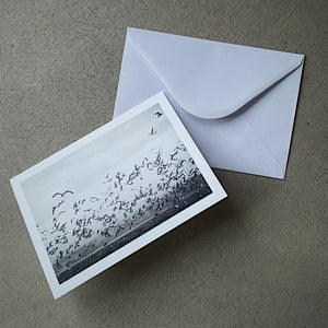 Nick Pumphrey Birds Greeting Card